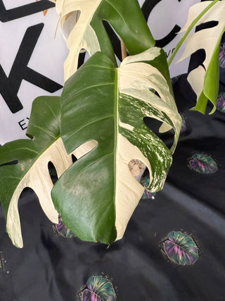 Monstera Albo (Sectoral) 5" Pot - 4 Leaves