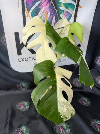 Monstera Albo (Sectoral) 5" Pot - 4 Leaves