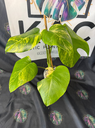 Monstera Aurea 5" Pot - 4 Leaves