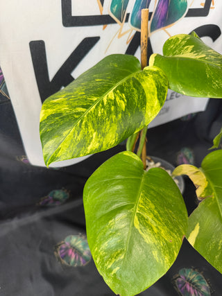 Monstera Aurea 5" Pot - 4 Leaves