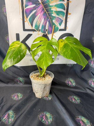 Monstera Aurea 5" Pot - 3 Leaves