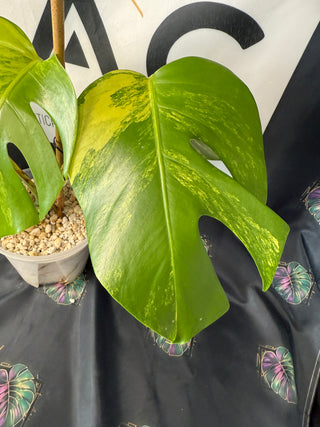 Monstera Aurea 5" Pot - 3 Leaves