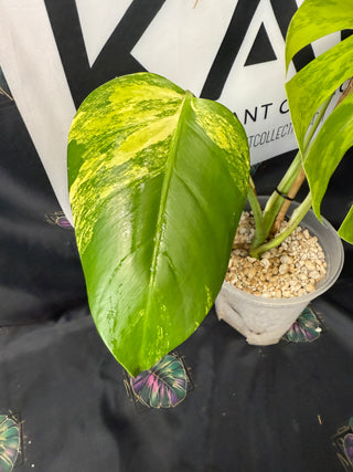 Monstera Aurea 5" Pot - 3 Leaves