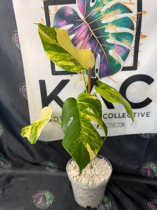 Monstera Aurea 5" Pot - 4 Leaves