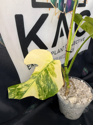Monstera Aurea 5" Pot - 4 Leaves