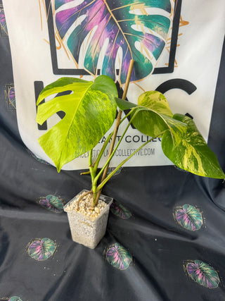 Monstera Aurea 5" Pot - 5 Leaves
