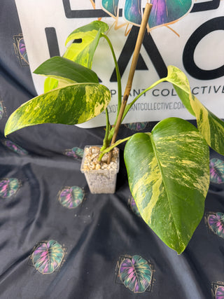 Monstera Aurea 5" Pot - 5 Leaves