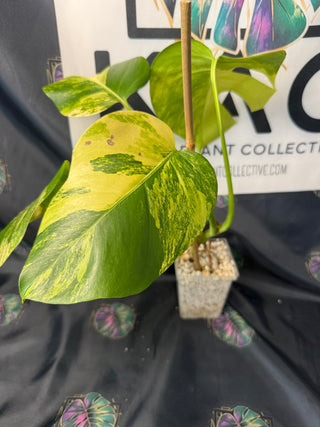 Monstera Aurea 5" Pot - 5 Leaves