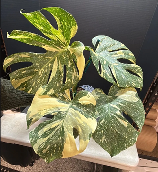 Monstera Creme Brulee