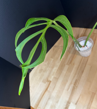 Monstera Burle Marx Flame