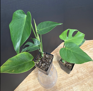 Monstera Compacta