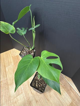 Monstera Compacta