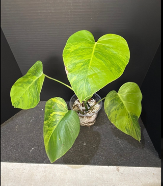Monstera Green on Green