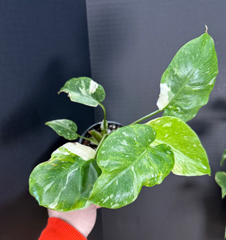 Monstera Thai Con 'Miracle/Tricolor'