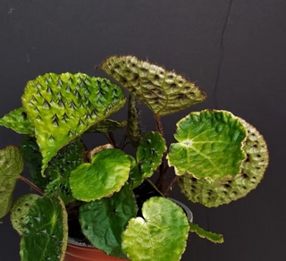 Begonia Rex Ferox 4" Pot