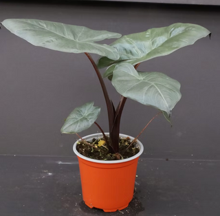 Alocasia Yucatan Princess 4" Pot