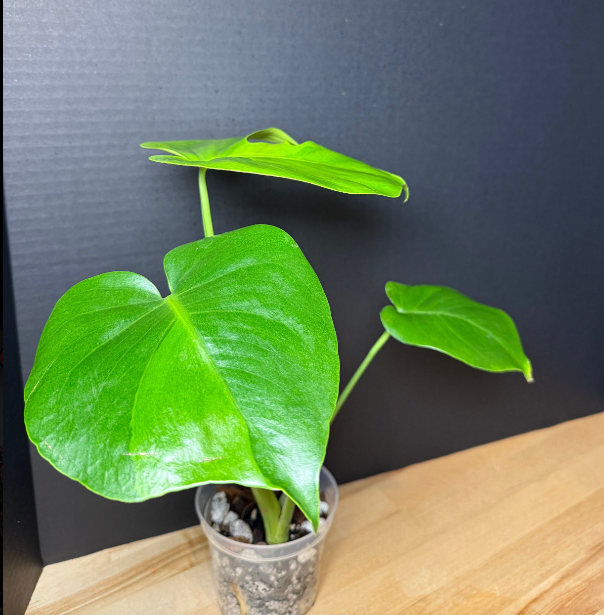 Rare Monstera Deliciosa Green on Green - Etsy