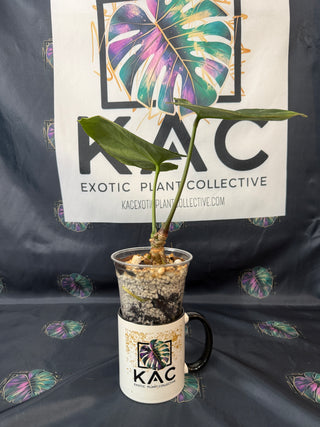 Anthurium King of Spades 4" Pot