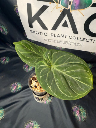 Anthurium King of Spades 4" Pot