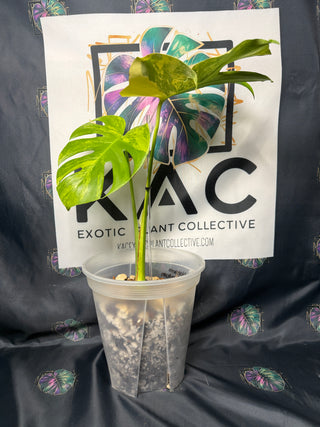 Monstera Pom-Pom 8" Pot