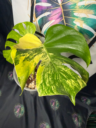 Monstera Pom-Pom 8" Pot