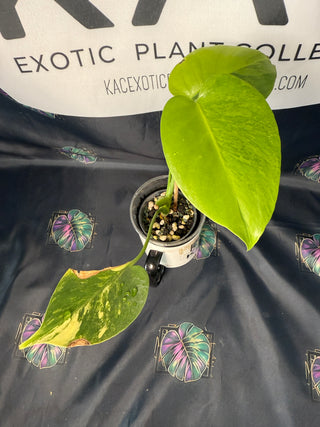 Monstera Yellow Marylin 2.5" Pot